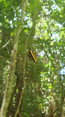 Gasteracantha fornicata