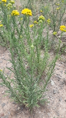Nidorella