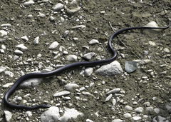Hierophis viridiflavus carbonarius