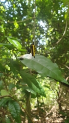 Gasteracantha fornicata