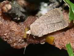 Caradrina aspersa