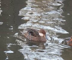 Anas bahamensis × georgica