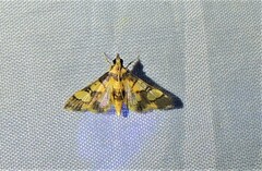 Metallarcha