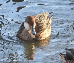 Anas bahamensis × georgica