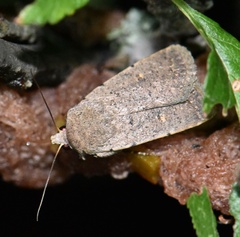 Caradrina aspersa