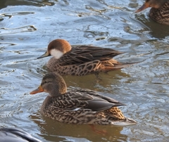 Anas bahamensis × georgica