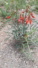 Lessertia frutescens