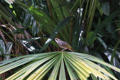 Pycnonotus zeylanicus