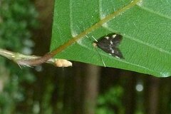 Telechrysis tripuncta