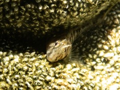 Parablennius tasmanianus