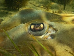 Trygonorrhina dumerilii