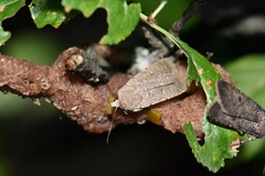 Caradrina aspersa