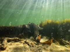 Trygonorrhina dumerilii