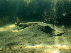 Trygonorrhina dumerilii