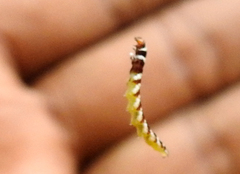 Lantanophaga pusillidactylus