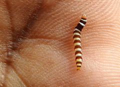 Lantanophaga pusillidactylus