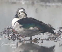 Sarkidiornis melanotos