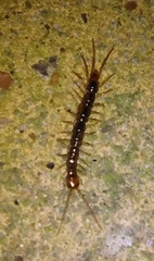 Lithobius melanops