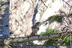 Turdus eunomus