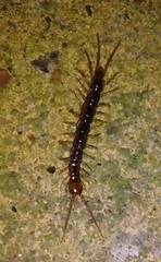 Lithobius melanops