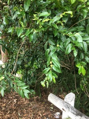 Glochidion ferdinandi