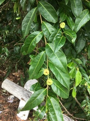 Glochidion ferdinandi