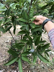 Lithocarpus harlandii