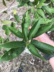 Lithocarpus harlandii