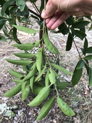 Lithocarpus harlandii