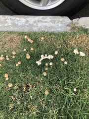 Leucocoprinus