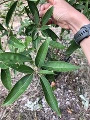 Lithocarpus harlandii