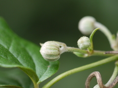 Clematis hedysarifolia