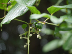 Clematis hedysarifolia