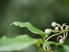 Clematis hedysarifolia