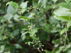Clematis hedysarifolia
