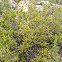 Diospyros glabra