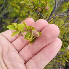 Diospyros glabra