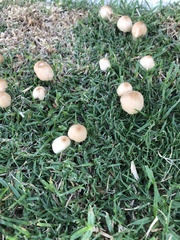 Leucocoprinus