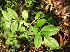 Dictamnus dasycarpus