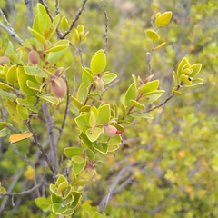 Diospyros glabra