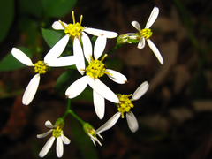Aster scaber