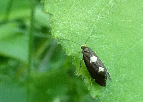 Incurvaria oehlmanniella