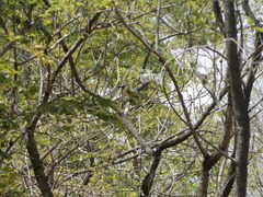 Malaconotus blanchoti