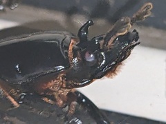 Aulacocyclus kaupii