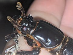 Aulacocyclus kaupii