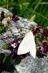 Loxostege turbidalis
