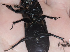 Aulacocyclus kaupii