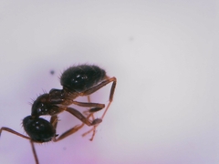 Nylanderia jaegerskioeldi