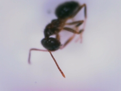 Nylanderia jaegerskioeldi