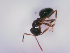 Nylanderia jaegerskioeldi